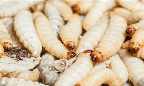 Món ăn ghê sợ nhất hành tinh.