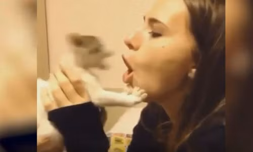 Trêu mèo và cái kết bất ngờ. Trêu mèo và cái kết bất ngờ.