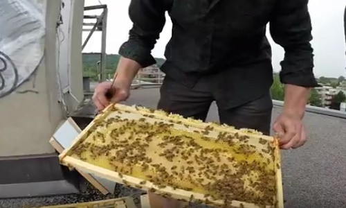 Quy trình ong làm mật.