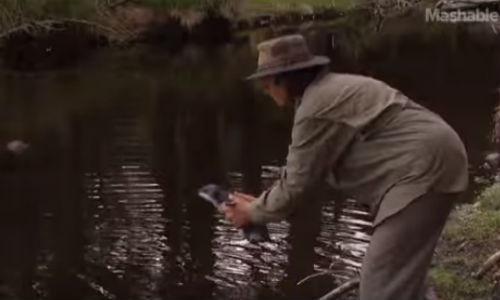 Cách duy nhất dạy chim cánh cụt bơi.