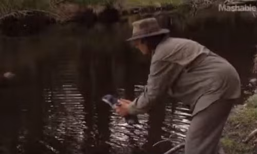 Cách duy nhất dạy chim cánh cụt bơi.