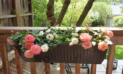 Cách trồng hoa hồng bằng khay nhựa.