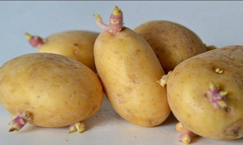 Khoai tây mọc mầm có thể giết chết bạn.