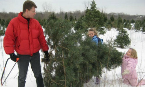 Chọn cắt cành thông ưng ý nhất làm cây thông Noel.