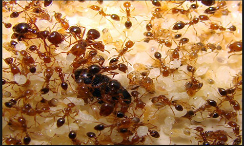 Kiến giúp phát minh ra các vật liệu mới trong tương lai.