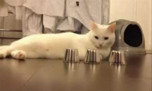 Chú mèo thông minh nhất thế giới.