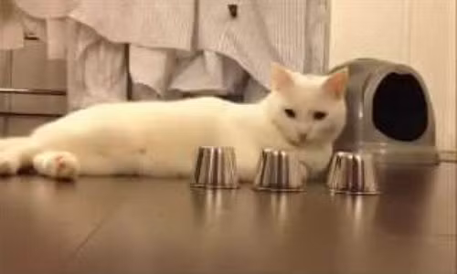 Chú mèo thông minh nhất thế giới.