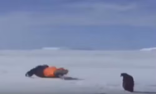 Những cú ngã cười ra nước mắt.