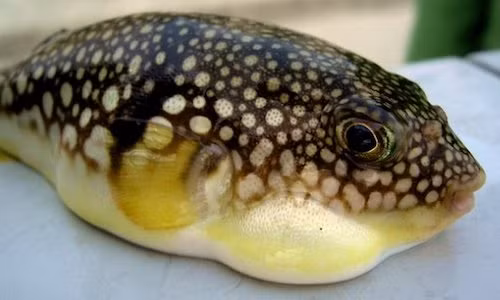 Phat hoang nhung mon hai san co the gay doc chet nguoi