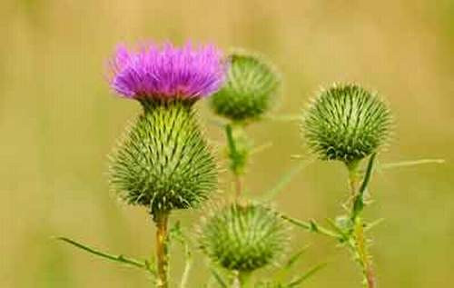 Cây ngưu bảng. Loain thảo dược này được sử dụng như một loại gia vị trong công thức nấu ăn. Nó cũng chứa các dưỡng chất giúp tăng cường kích thước vòng 1 và hệ thống sinh sản của bạn.