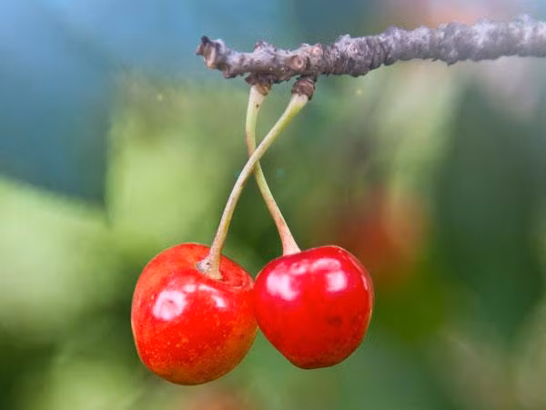 Quả cherry. Trong quả anh đào giàu POH – một hợp chất được chứng minh ngăn ngừa ung thư tuyến tụy.
