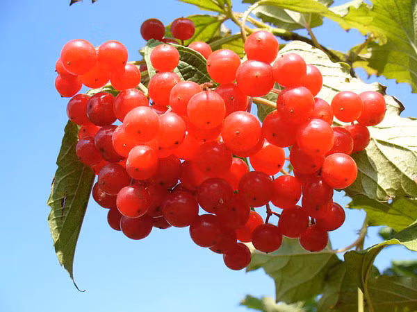 Quả anh đào. Anh đào chứa nhiều thành phần melatonin có khả năng khiến bạn cảm thấy buồn ngủ hơn. Chính vì vậy, bạn nên ăn anh đào vào ban đêm để tận dụng nguồn dưỡng chất có lợi, giúp giấc ngủ được sâu hơn.