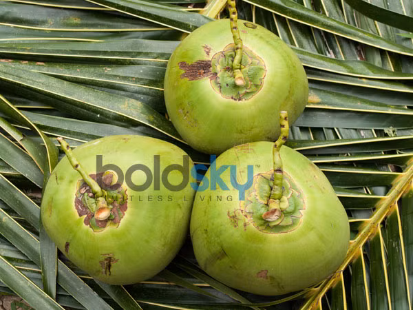 Chống lão hóa. Uống nước dừa thường xuyên là một cách dưỡng da trắng tự nhiên, tái tạo làn da được mềm mịn và săn chắc, giúp da sáng lên từng ngày và chống lão hóa cho da.