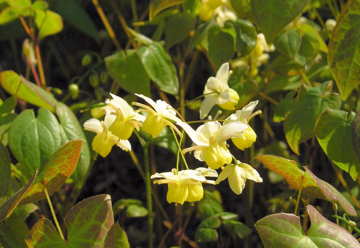 Epimedium. Epimedium được gọi bằng nhiều tên khác nhau ở khắp thế giới. Đây là loại dược thảo cân bằng hormone của phụ nữ rất tốt. Nó cũng cải thiện lưu lượng máu đều đặn đến cơ quan sinh sản của phụ nữ, được sử dụng để điều trị những vấn đề sức khỏe liên quan đến nội tiết thời kỳ mãn kinh.