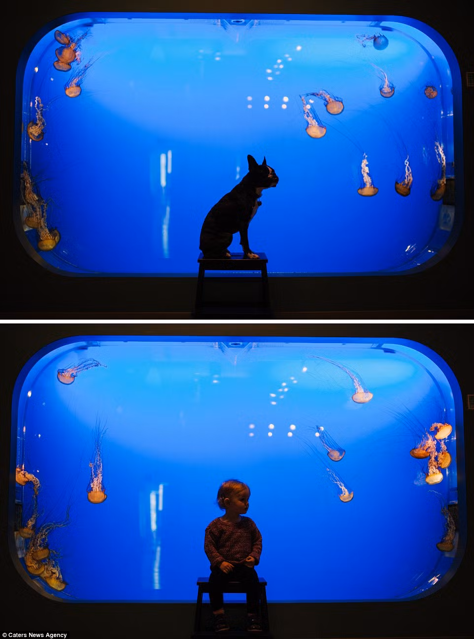 Mải mê ngắm nhìn đàn sứa bơi lội.