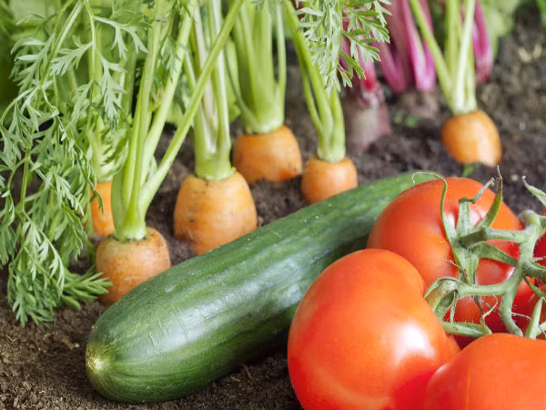 Cà tím, đậu và dưa chuột. Những loại củ quả này sẽ làm ấm cơ thể của bạn, giúp tránh cảm giác thèm thuốc lá.