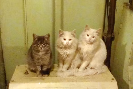 Chuyen ky la, kho do tren tau chien Hai quan Nga-Hinh-3