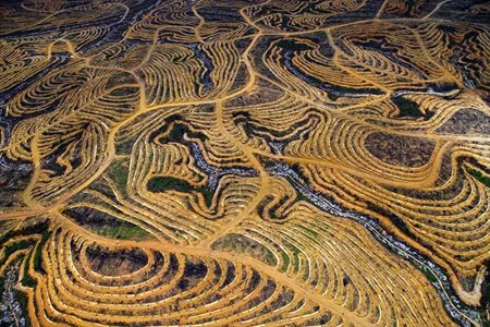 Rừng Indonesia bị quy hoạch thành đồn điền cọ.