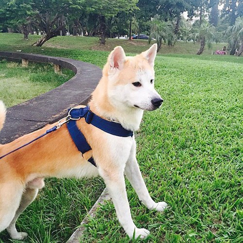 Nhung chu cho tram trieu duoc cung nhat the gioi