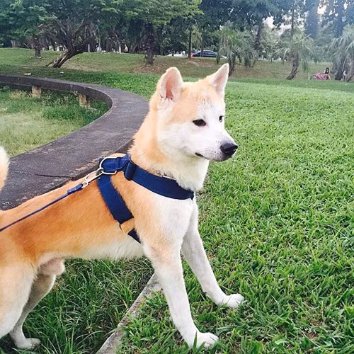 Nhung chu cho tram trieu duoc cung nhat the gioi