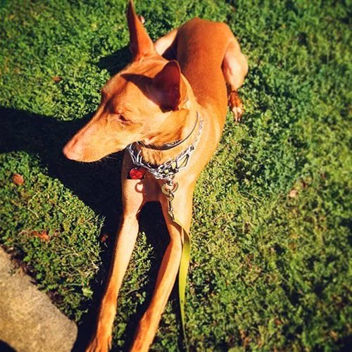 Nhung chu cho tram trieu duoc cung nhat the gioi-Hinh-6