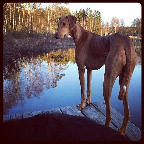 Nhung chu cho tram trieu duoc cung nhat the gioi-Hinh-7