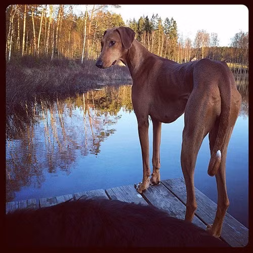 Nhung chu cho tram trieu duoc cung nhat the gioi-Hinh-7