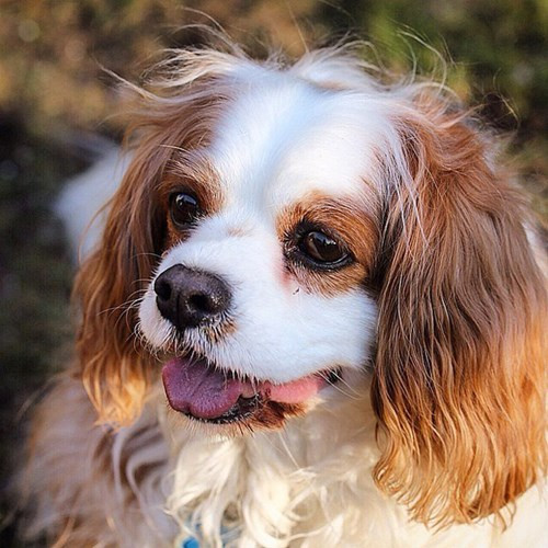 Nhung chu cho tram trieu duoc cung nhat the gioi-Hinh-5