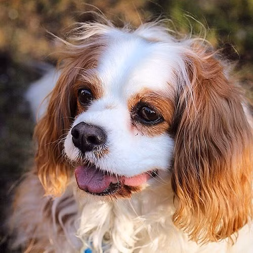 Nhung chu cho tram trieu duoc cung nhat the gioi-Hinh-5