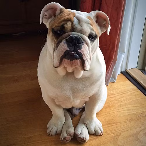 Nhung chu cho tram trieu duoc cung nhat the gioi-Hinh-9