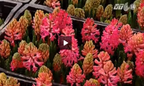 Chiem nguong nhieu loai hoa la tai hoi cho hoa Tet 2015