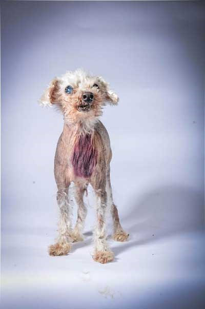 Angus xấu xí. (Nguồn: ibtimes)