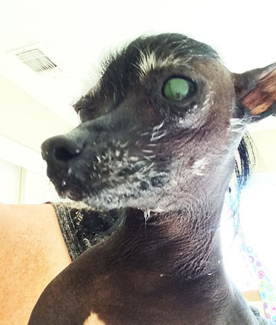 Rue mắt xanh. (Nguồn: ibtimes)