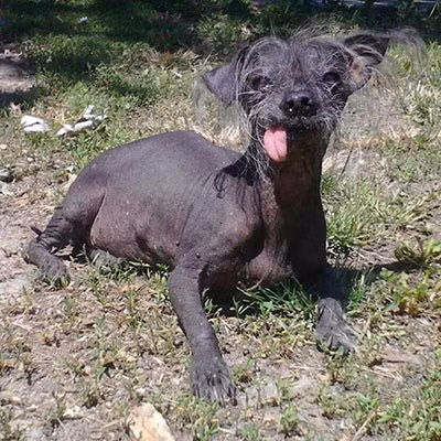 Boolah giống một con bò sát hơn là một con cún. (Nguồn: ibtimes)