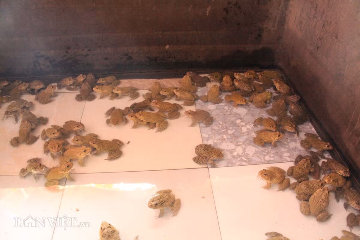 Việc quan trọng là phải giữ được ếch sống qua đông bằng cách tăng nhiệt độ nước hoặc đào hầm...