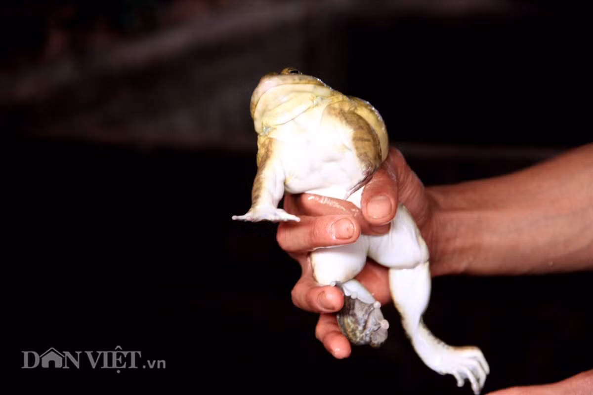 Bắt đầu "kết thân" với ếch từ năm 2008, đến nay anh Duy đang có thu nhập hàng trăm triệu đồng mỗi năm nhờ nuôi ếch. Việc sở hữu những chú ếch khỏe mạnh chính là tiền đề quan trọng để những con ếch con sinh ra sau này có sức khỏe tốt, có khả năng kháng bệnh cao, sinh trường và phát triển tốt.