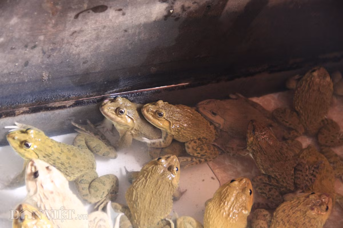 Nó chỉ đớp khoảng 1-2 lần là phát hiện được đó là các hạt thức ăn. Sau đó, chúng sẽ lùng sục và tìm các hạt đó để ăn.