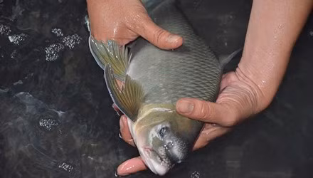 Ca anh vu gia hang chuc trieu dong sot dip Tet