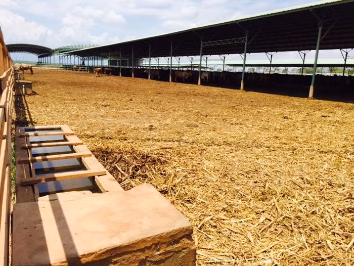 Trang trai bo cua bau Duc o Lao co gi doc