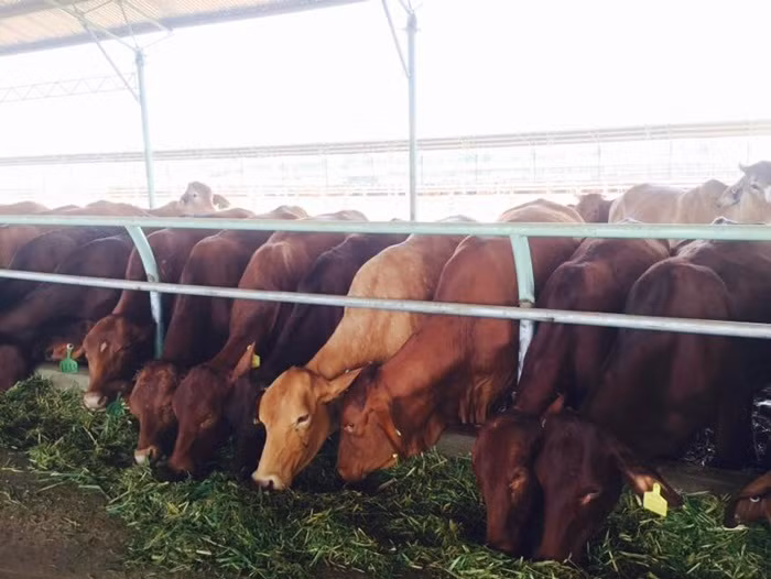 Trang trai bo cua bau Duc o Lao co gi doc-Hinh-8