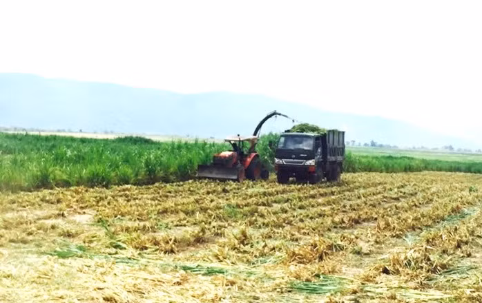 Trang trai bo cua bau Duc o Lao co gi doc-Hinh-10