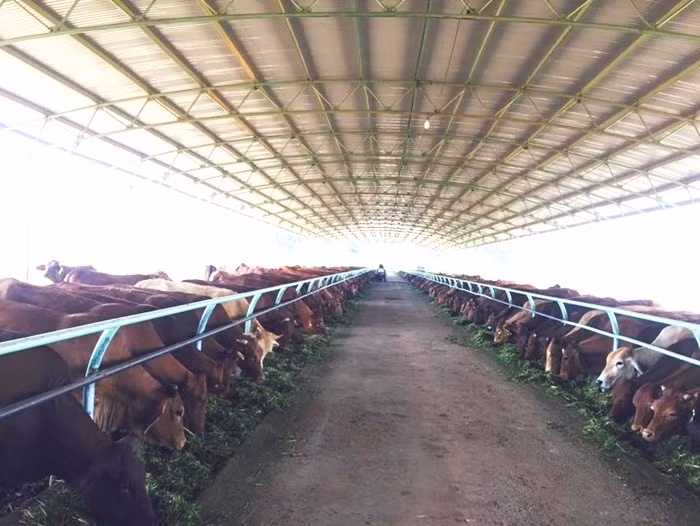 Trang trai bo cua bau Duc o Lao co gi doc-Hinh-6