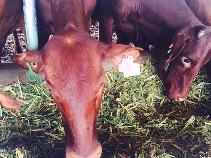 Trang trai bo cua bau Duc o Lao co gi doc-Hinh-7