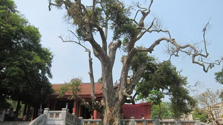 Cay tau 2100 tuoi o Phu Tho dang keu cuu