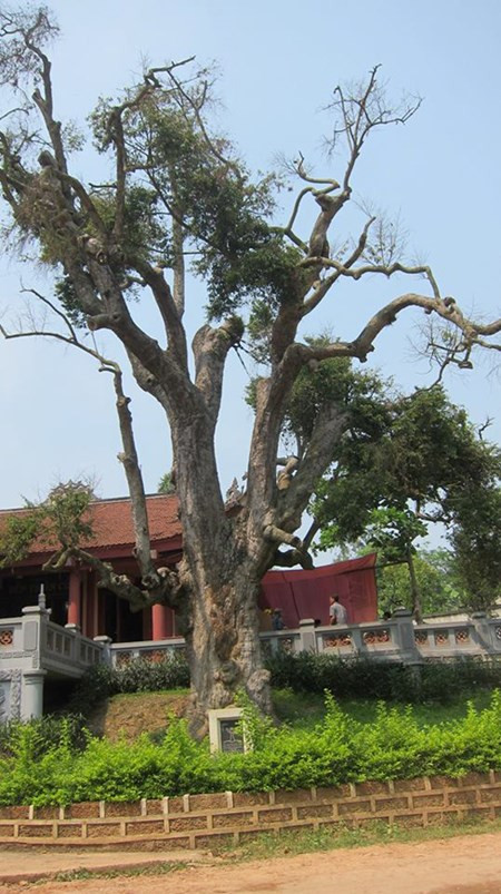 Cay tau 2100 tuoi o Phu Tho dang keu cuu-Hinh-3