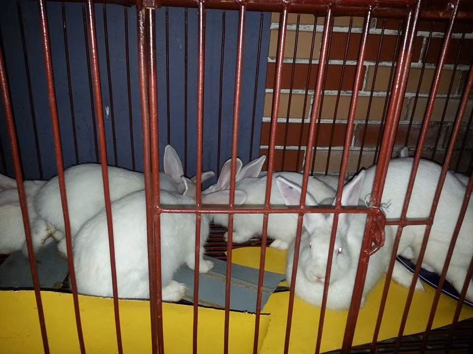 4 mon tuyet ngon de lam tu thit tho