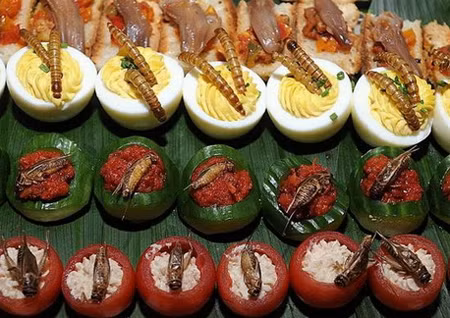  Tiếp đến trong danh sách quán nhậu côn trùng bình dân là quán ở phường Khương Thượng. Quán nhỏ nằm trong ngõ cũng nhỏ, không bảng hiệu, rất khó tìm nhưng vẫn thu hút được nhiều thực khách bởi đã có khá lâu đời. Ngoài những món dế, bọ cạp... món được yêu thích hơn cả ở quán là các loại chế biến từ trứng kiến. Hiện quán có 3-4 món làm từ trứng loài côn trùng này. (Ảnh minh họa) 