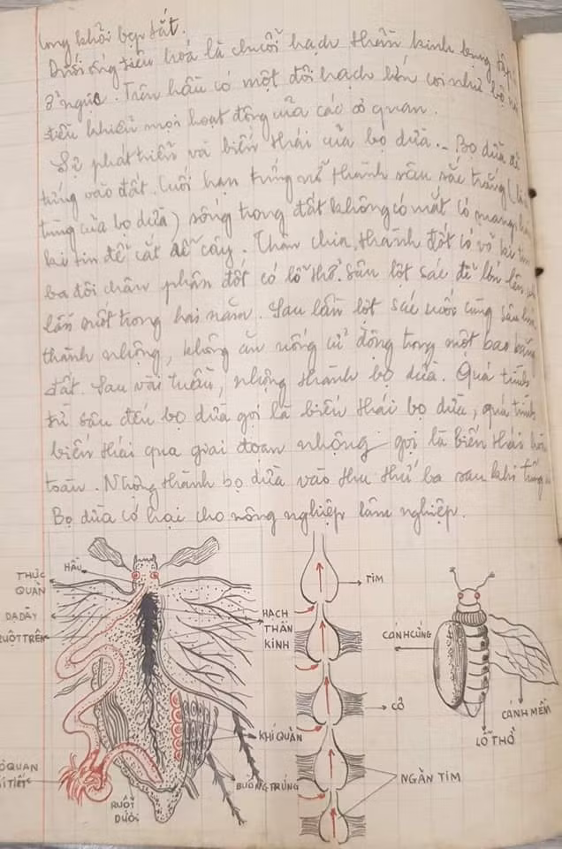 Bức vẽ này cho thấy người vẽ là người cực kì tỉ mỉ.