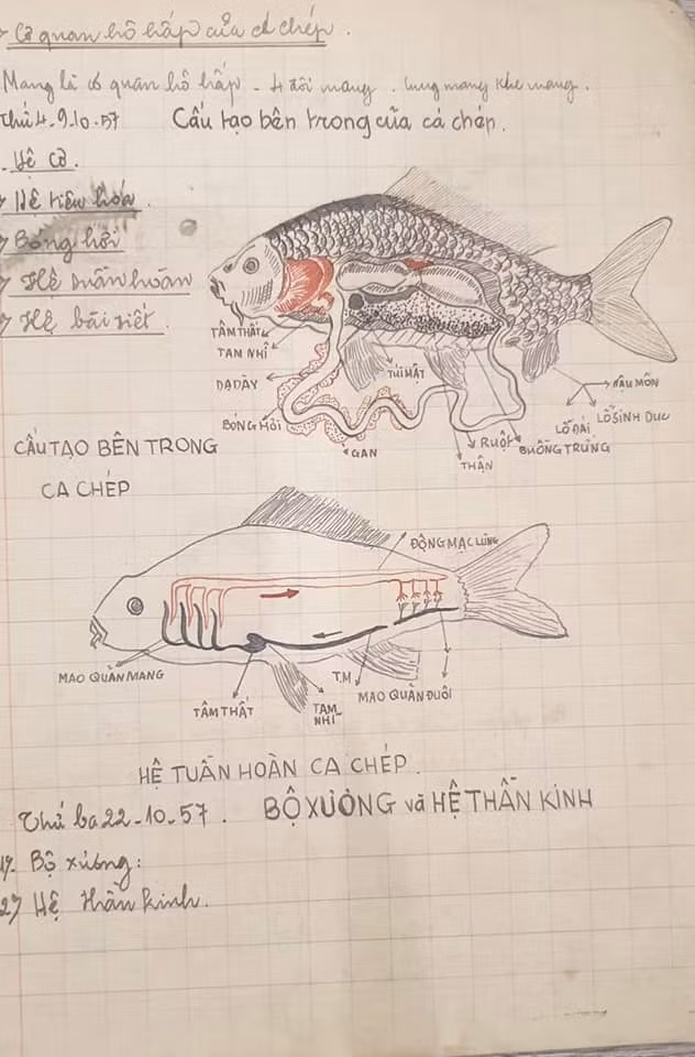 Có thể thấy bên cạnh sự tỉ mẩn này còn là sự khéo léo nữa, bởi chủ nhân của nó không chỉ vẽ bằng bút chì, mà còn cẩn thận tô màu lên các hình vẽ để chân thực hơn.