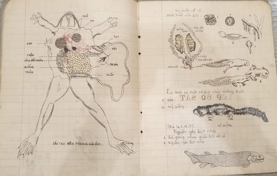 Mọi bộ phận của con vật đều được người vẽ mô tả rất chi tiết, tô màu đậm nhạt để dễ dàng phân biệt. Ảnh: Thắng Victor